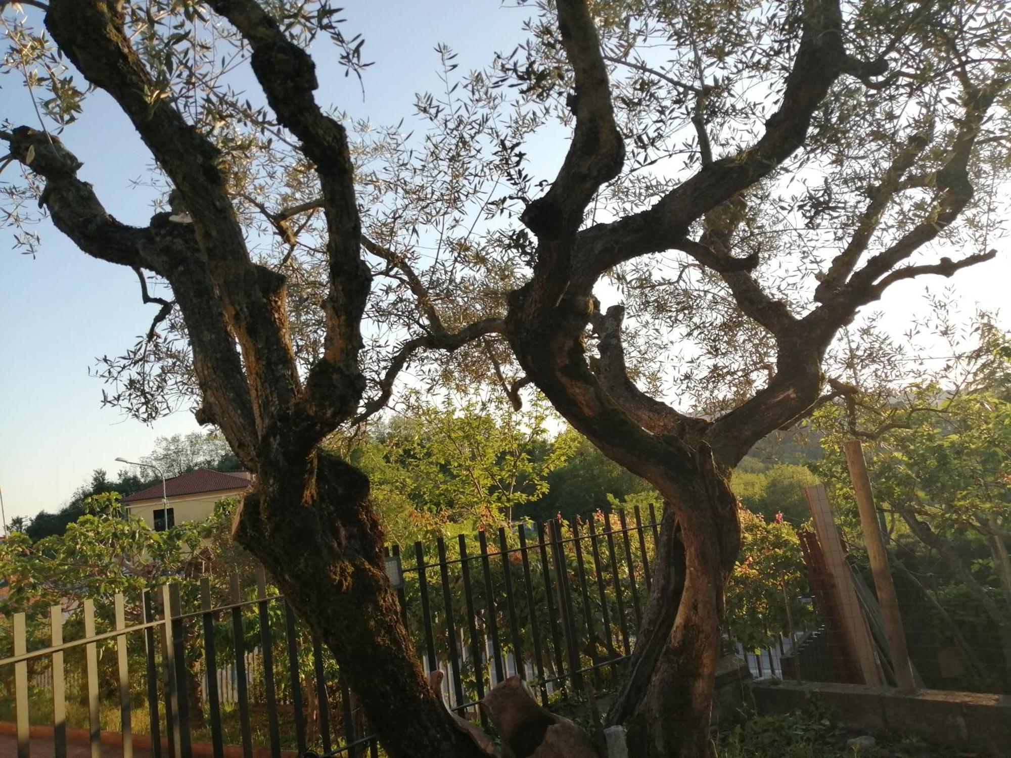 B&B Villa Milena Ariano Irpino Εξωτερικό φωτογραφία